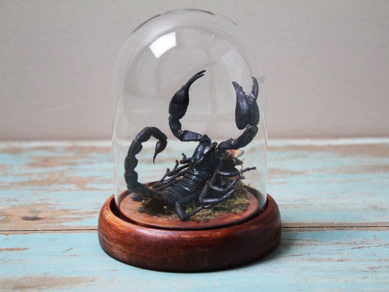 Scorpion in a Small Dome Wall Decor Real Taxidermy Wall Art Home Furniture Decoration Art Beautiful Hetereometreus Spinifer - Velora Luxury Fashion