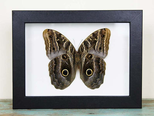 Owl Butterfly in a Frame - Velora Luxury Fashion